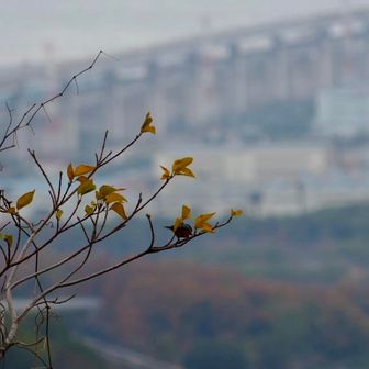 
　　　ヤマガラおった
