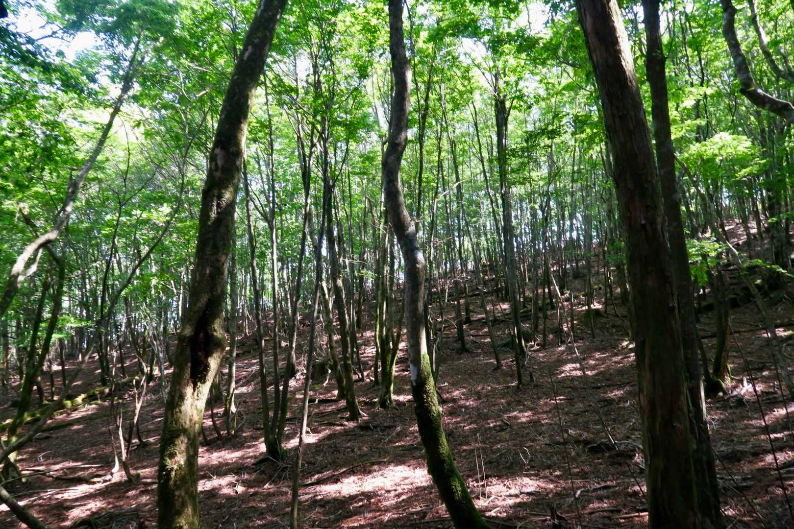 雁俣山登山口-雁俣山-京丈山 周回コースの写真