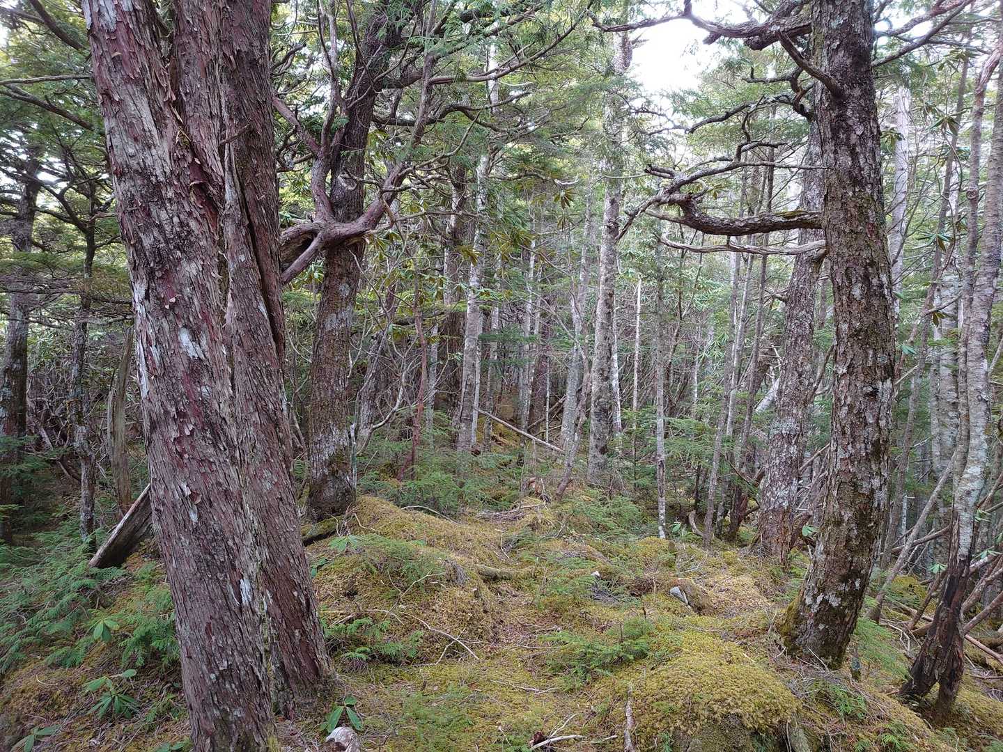 奥秩父らしい登山道