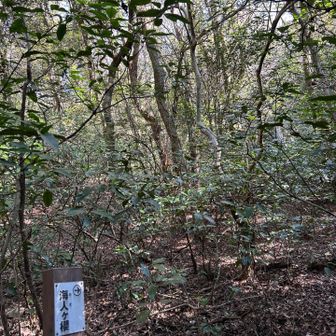 🌸“海人が桜“という名前の桜です。春には🌸見れるかな〜