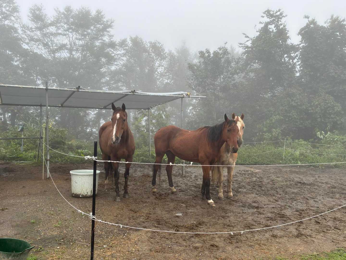 乗馬体験もできるのだと