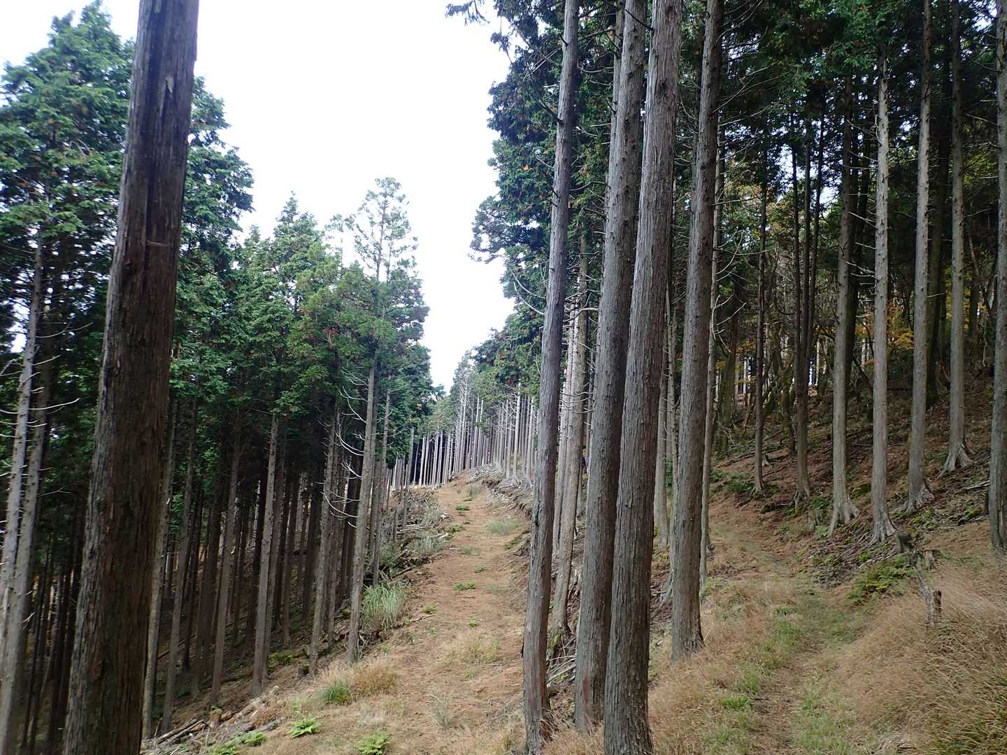杉の植林地 
登山道は左ではなくて真ん中の細い道