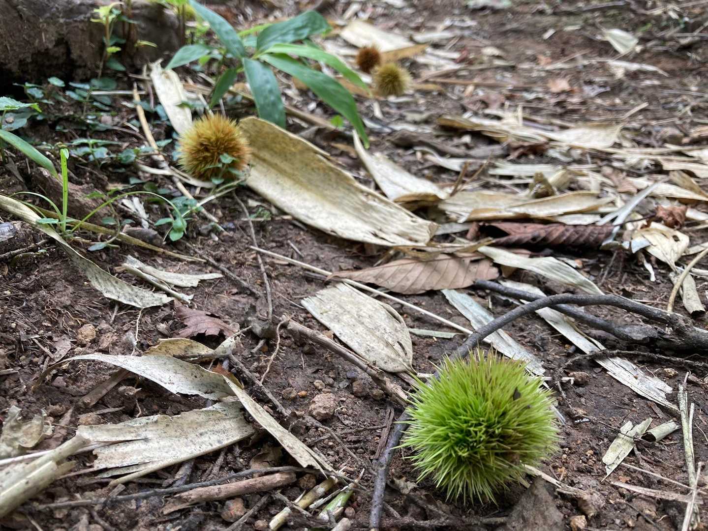 奥獅子吼山 往復コースの写真