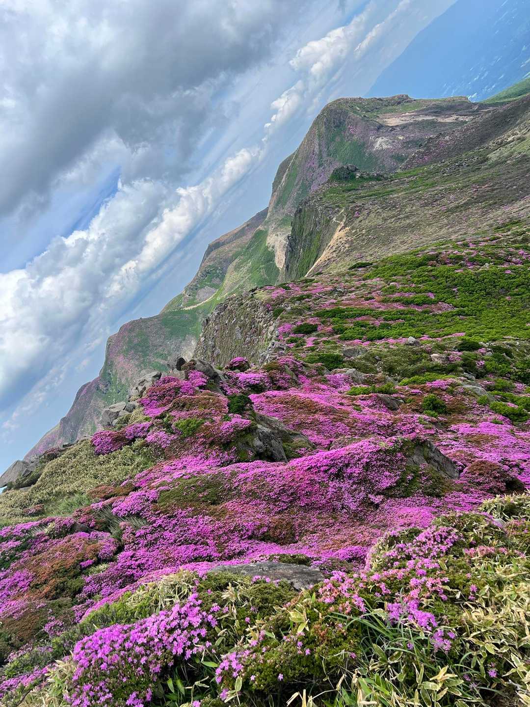 🌸深山霧島🌸 / たかモンの登山データ | YAMAP / ヤマップ
