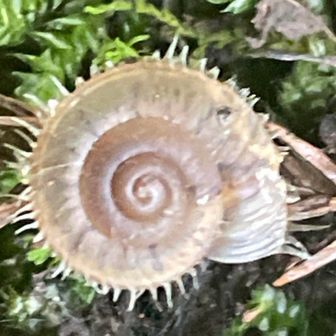 今年も会えました
お目当てのオオケマイマイ