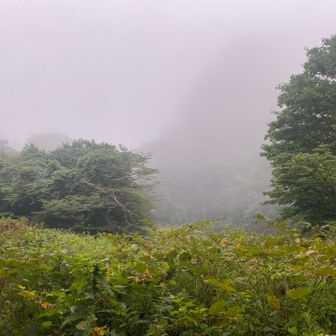 トンビ岩も見えませんでした。

今日は大雨にはならず、日差しも遮られて良かったです。