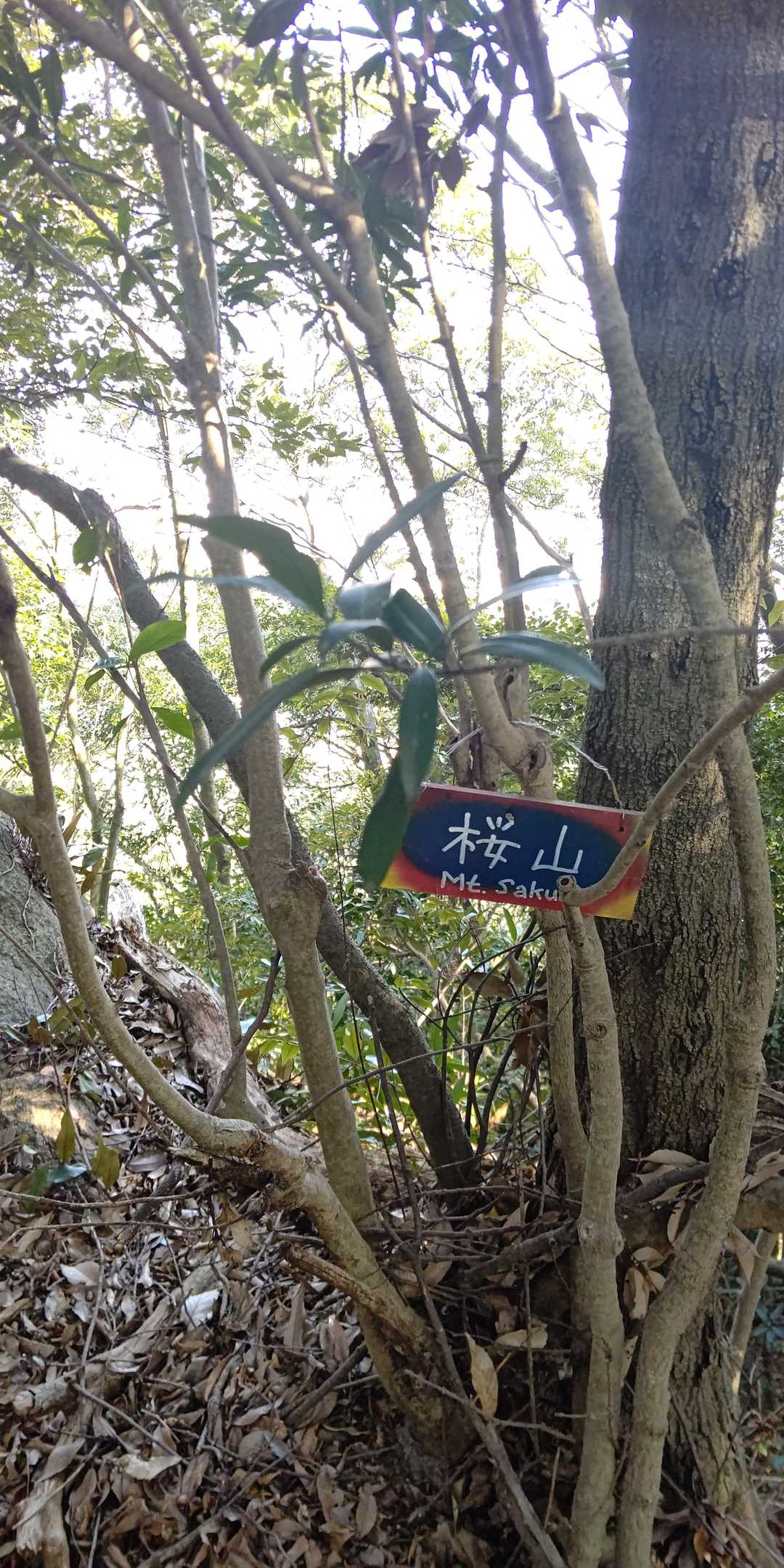 反対側の尾根を少し進んだ先が山頂だったと言うオチ
でも私的には満足しました！
この先進みながら降りれないかなと思ったけど…
いい気がしなかったので引き返します( ﾟ∀ﾟ)