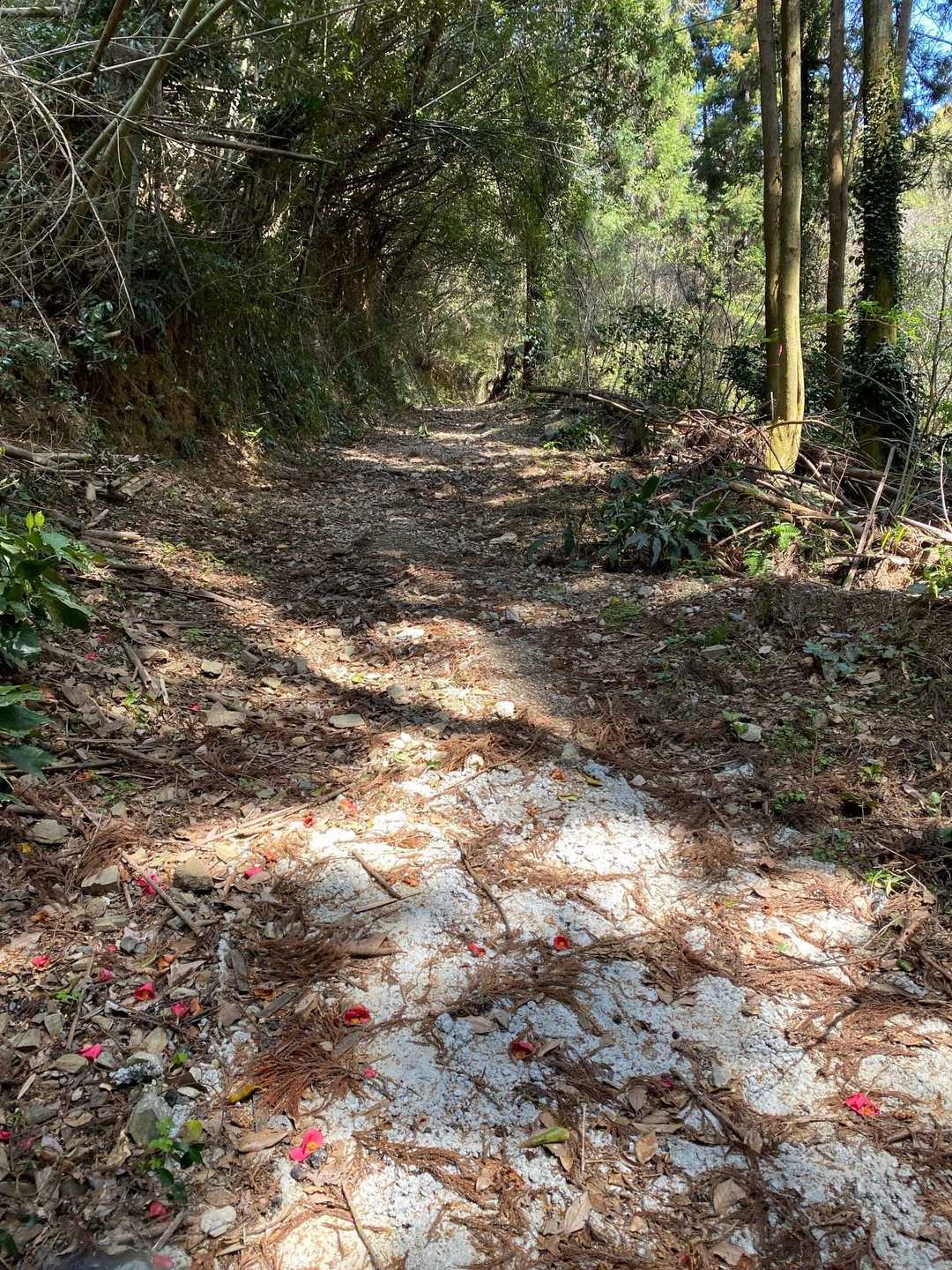 女天ヶ岳 往復コースの写真