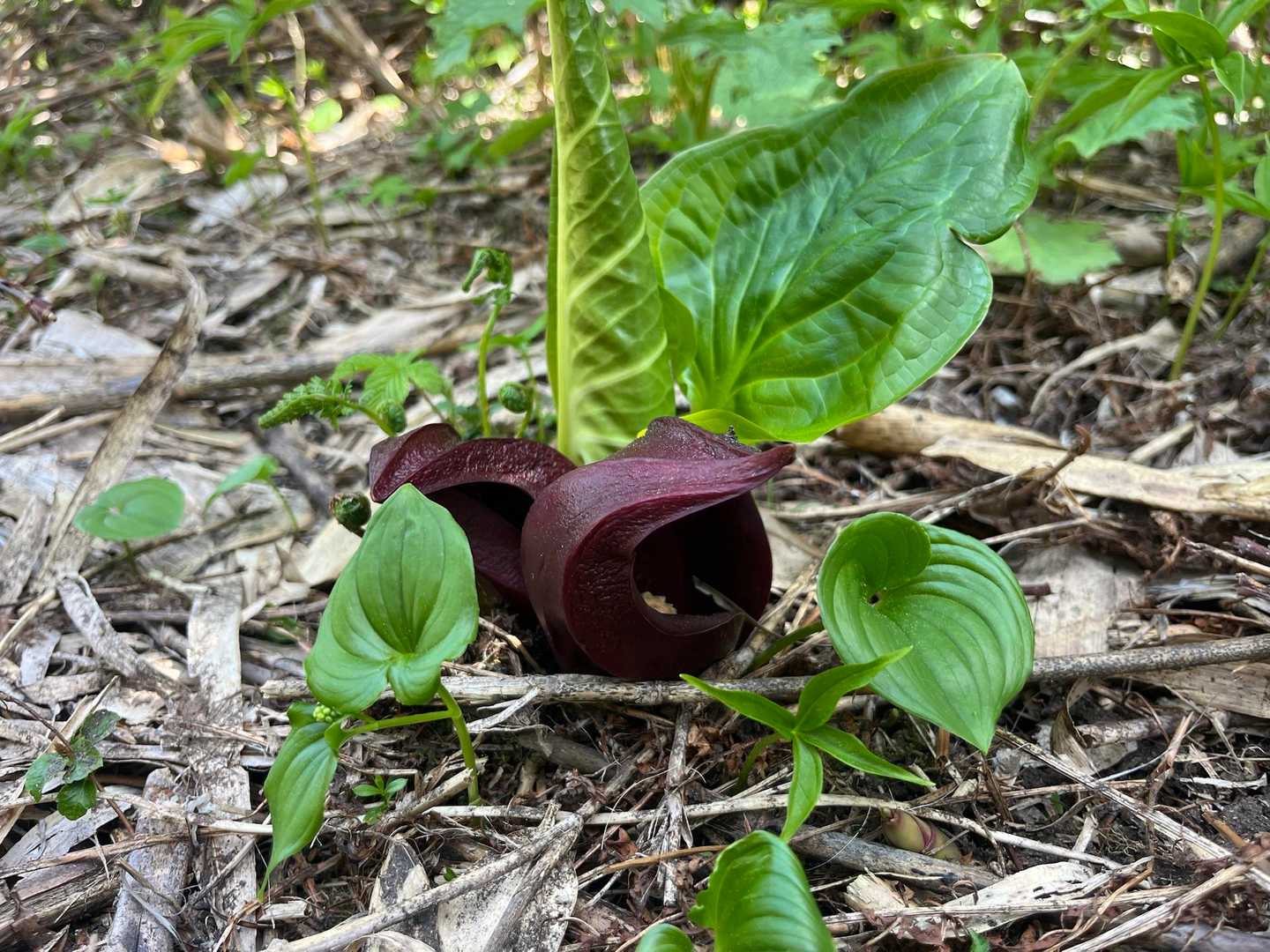 二つ並んだザゼンソウ✨