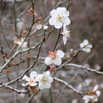 梅は終盤　残っていてくれて　ありがとう😊