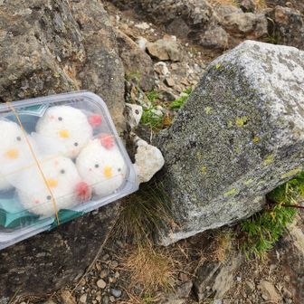 とらもさんから
リーゼントコケッコ？🐔