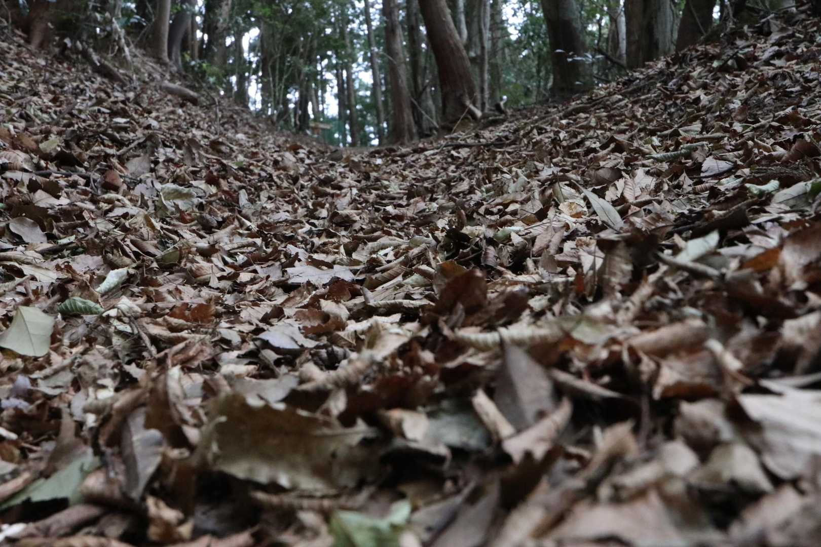 落ち葉がいっぱいです