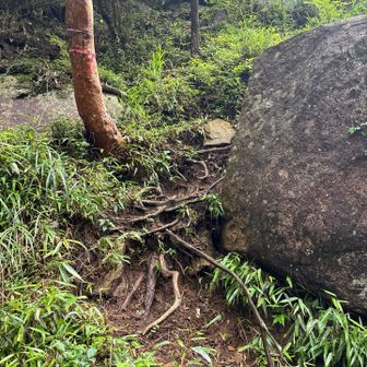 大岩を迂回する様に
