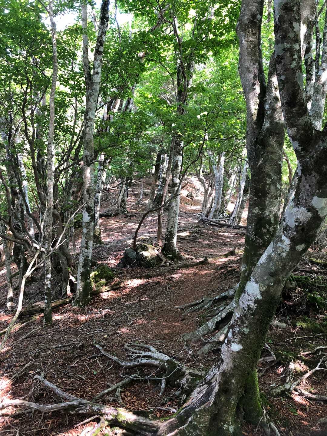 高丸山登山口-三つ尾の峠-高丸山-雲早山 周回コースの写真