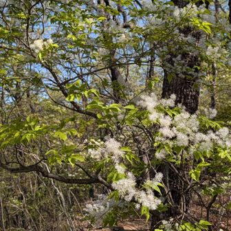 アオダモ林を進む