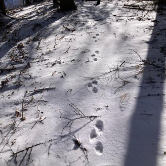 小さな足跡追って南峰へ