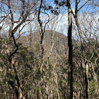 木々の間から尾鈴山が見えました。