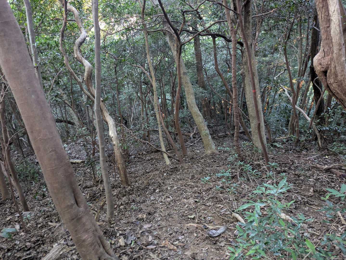 窓ヶ山東峰へと進む。