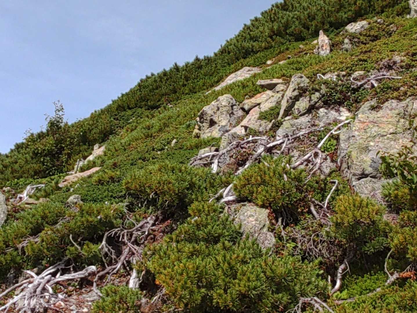 中白根山-間ノ岳-農鳥岳-農鳥岳-大門沢登山道入口-ゲート 縦走コースの写真