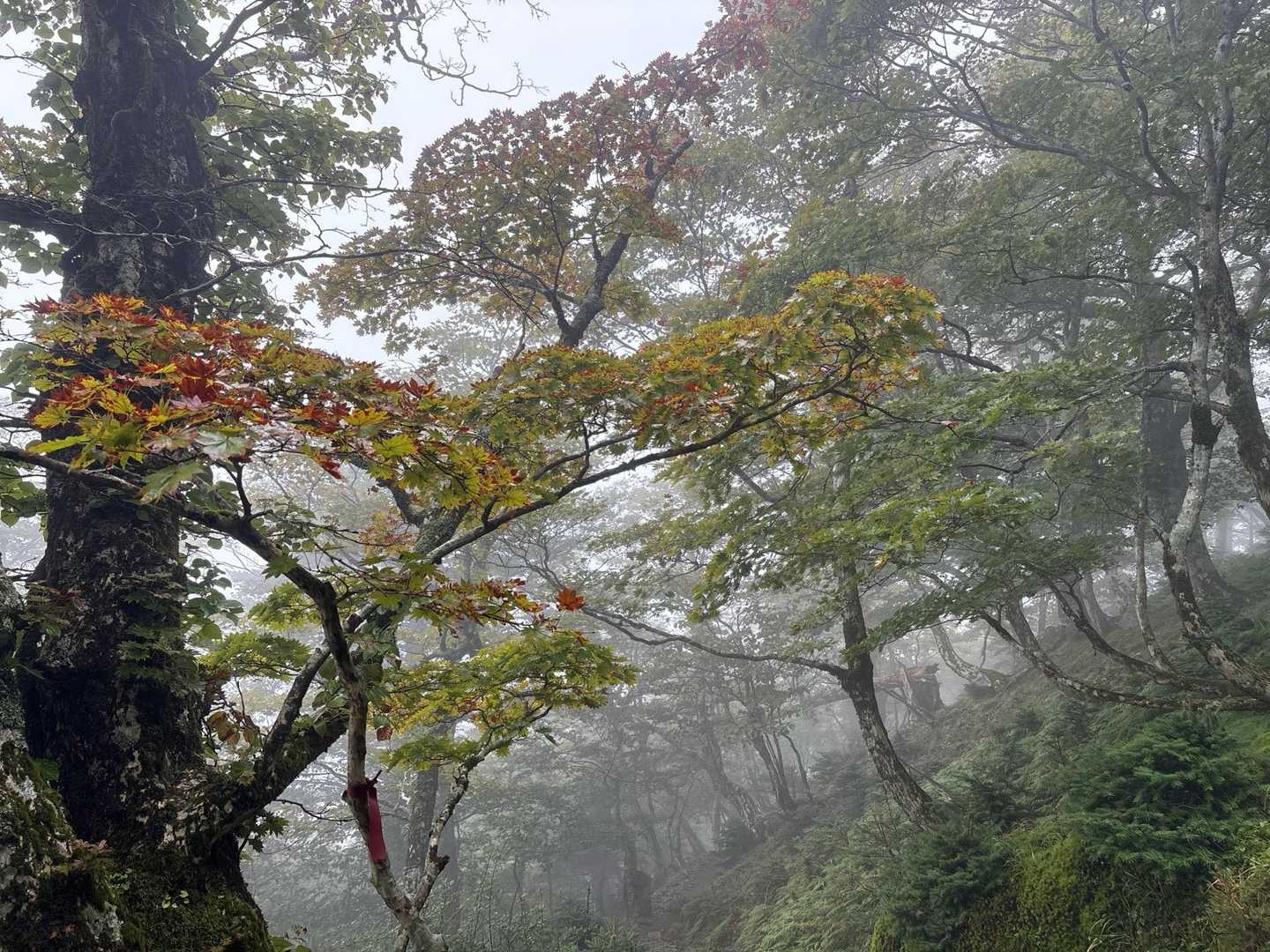 少しずつ秋の気配🍂