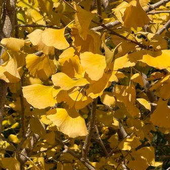 紅葉シーズンで、イチョウ(銀杏)は欠かせない存在。

ちなみにイチョウの木は明確に、雄株と雌株の木が区別できます。

画像の葉🍃は切れ込みが無いので、雌株。
切れ込みがある葉は雄株です。

悪臭を放つ😫ギンナンを付けるは雌株です。