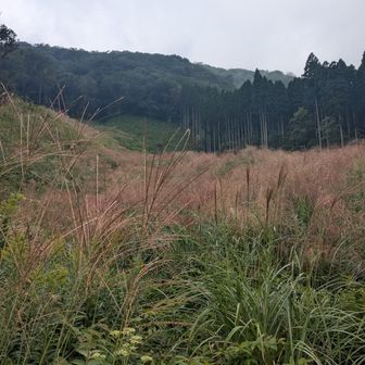 あれが朝陣野？