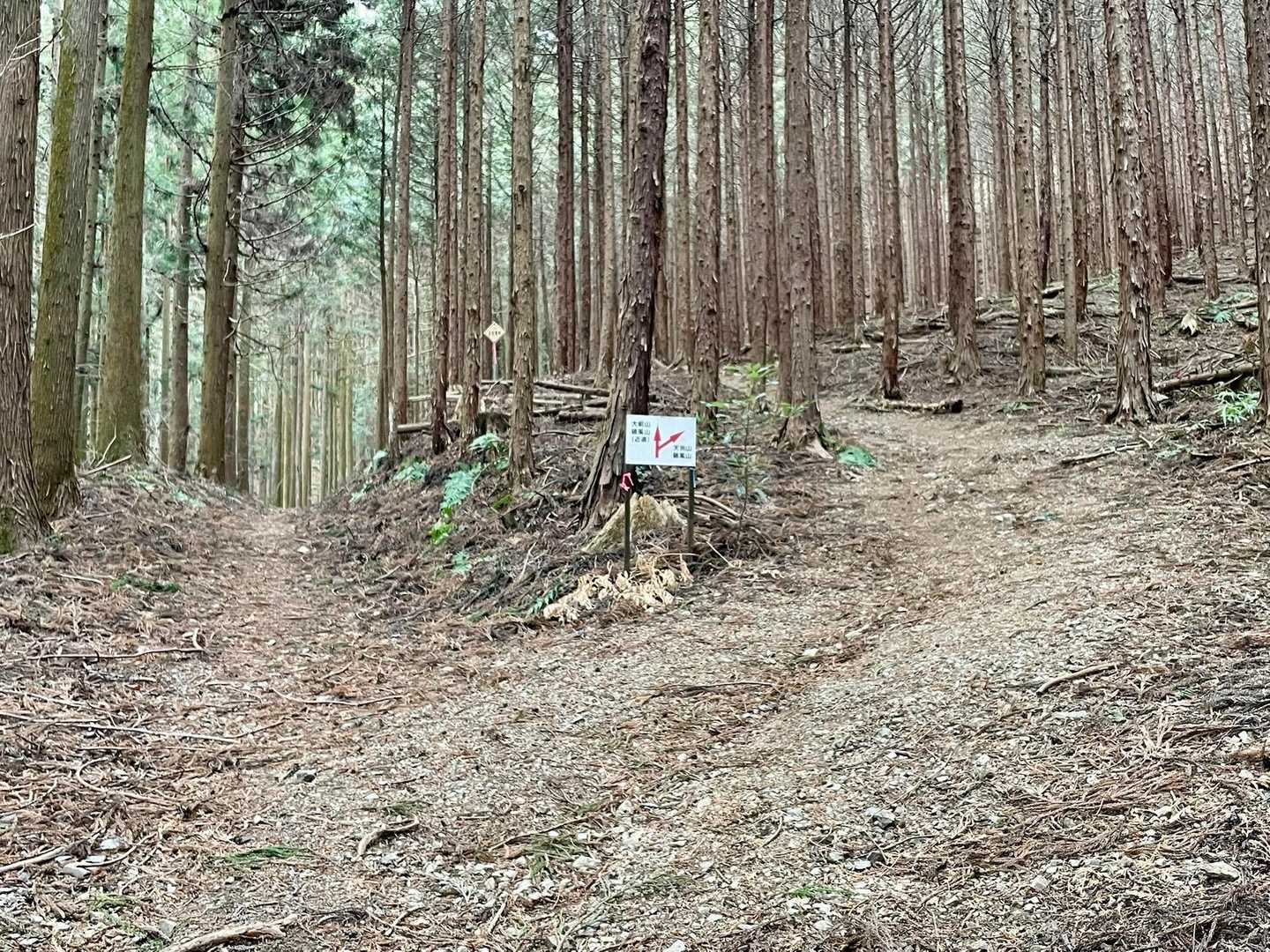 分岐。きょうは右へ