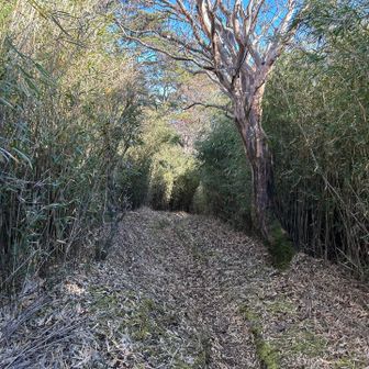 下山。
矢倉沢方面への下りは雰囲気抜群👍