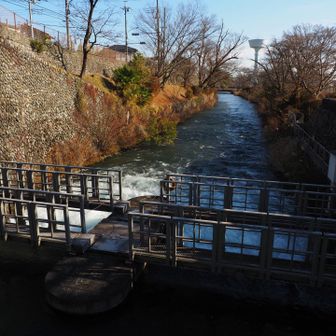 ここから玉川上水が始まる。ここから江戸に水を通したのだからすごい