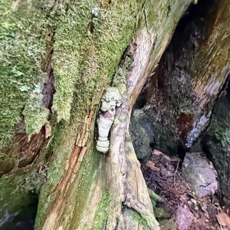 何か小人に見えました🧚
