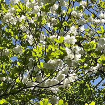 シロヤシオで有名な花の百名山だったのかー