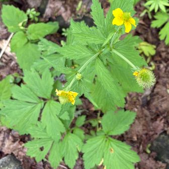 お花は大大根草くらい