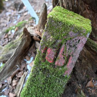 苔むした「山」