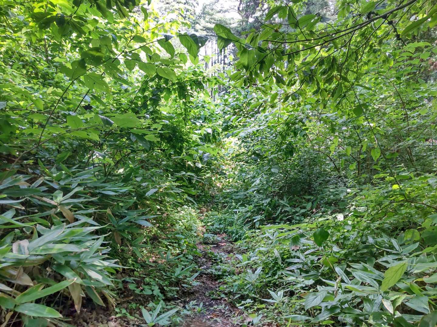 登山口に戻ってきた
イバラに気をつけて脱出😅