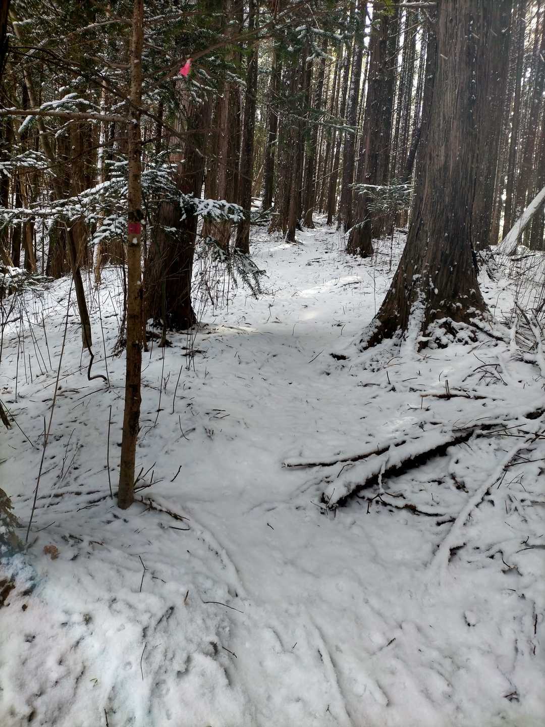 大笹山 往復コースの写真