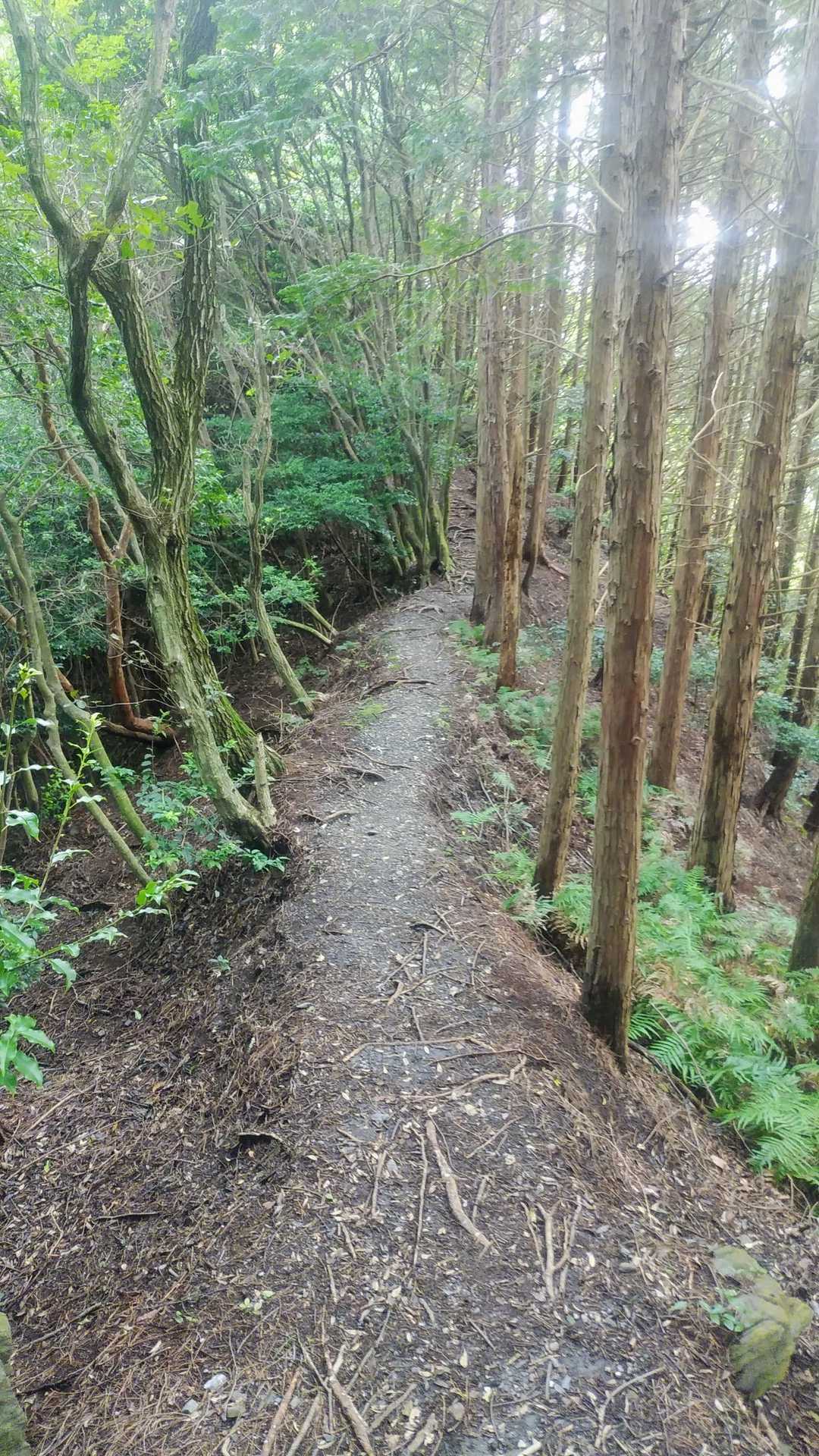細尾根道迄、降りてきました。