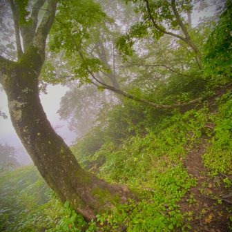 7合目も霧雨