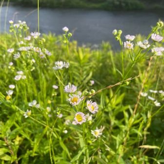 名前を知らないので、雑草の花になってしまう。