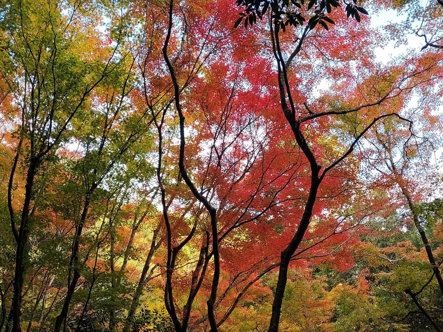 大矢田神社登山口-大矢田神社-天王山-白山 往復コースの写真