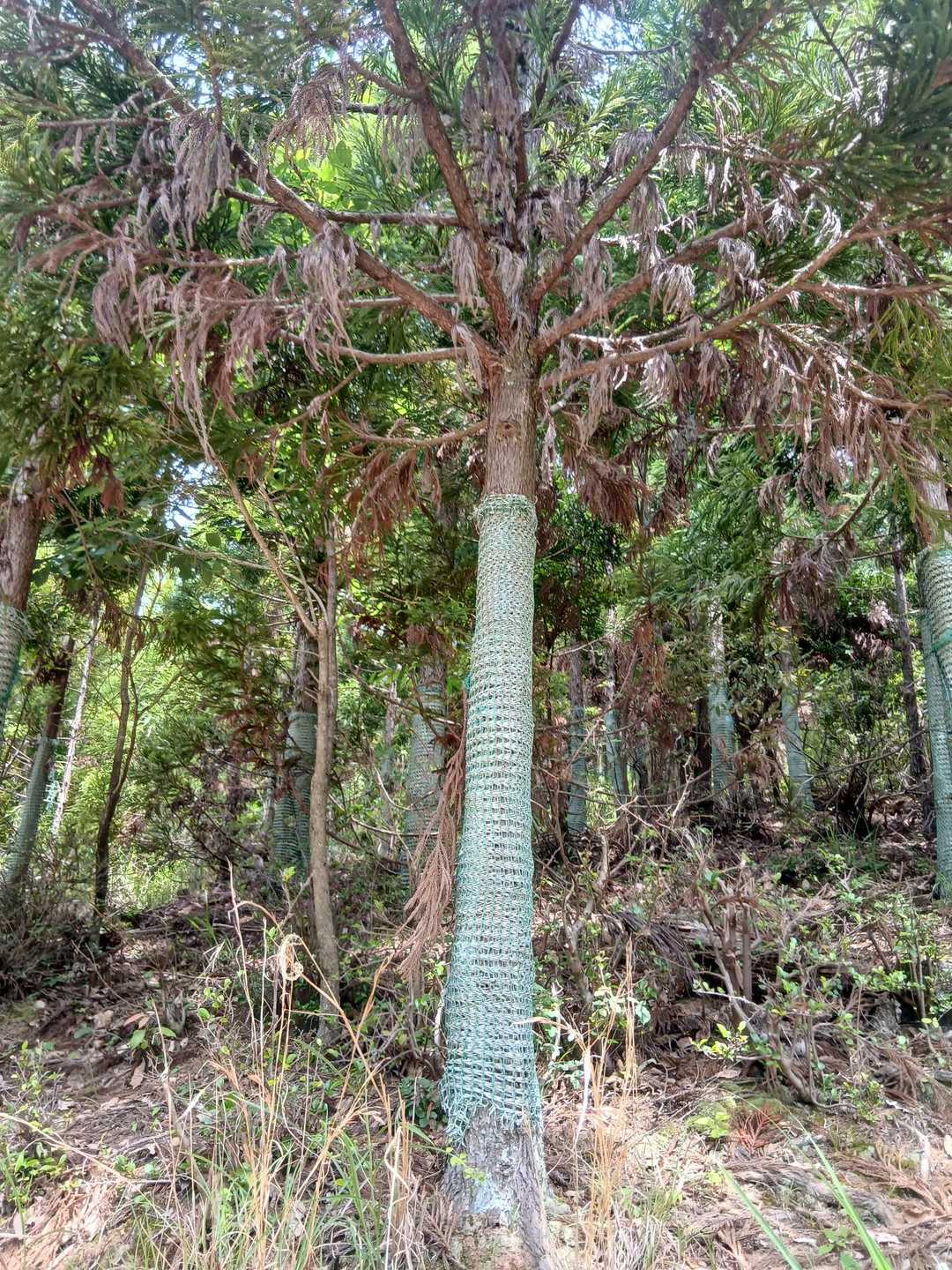 木の幹に網。何だろう？
冬の｢こも巻き｣だったら害虫駆除だけど、初夏のこれは……寝冷え防止の腹巻き😆？