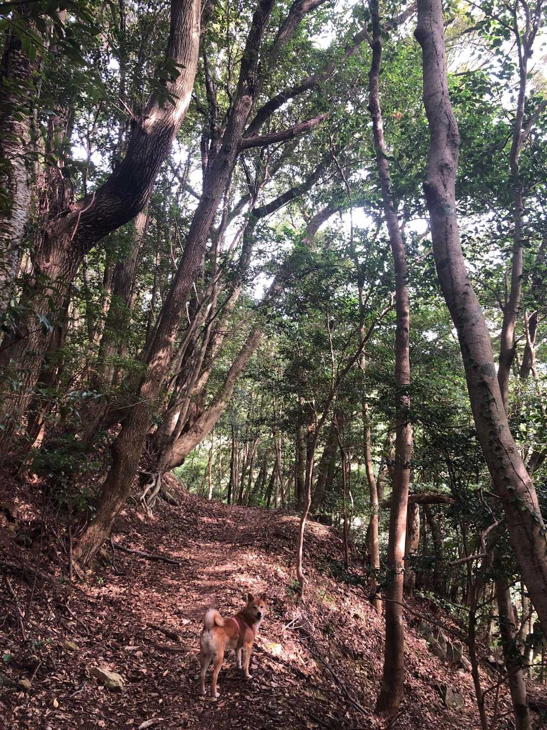 黒木登山口-経ヶ岳-舞岳-舞岳・経ヶ岳登山口 周回コースの写真