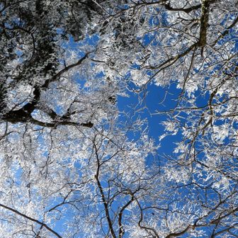 脊梁ブルーにはえる