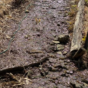 そして、今日は泊まりなのでまだまだ歩きたい！
大阿原湿原に行こうと思ってスキー場みたいな所を登っていく。
もはや道が川になってる。。

そういえばなぜか季節の変わり目に山小屋行くなあ私。