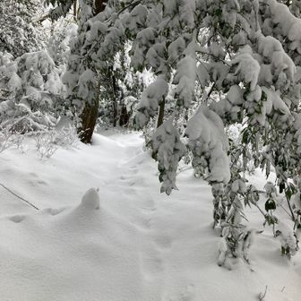 雪をふるい落とさないと先に進めない