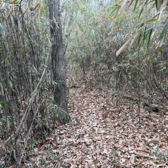 背丈ほどの藪ゾーン😅