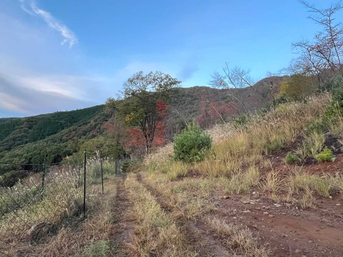しばらくは、なだらかな林道。
横を向くとヤツ（富士山）がいる。最高かよ😍