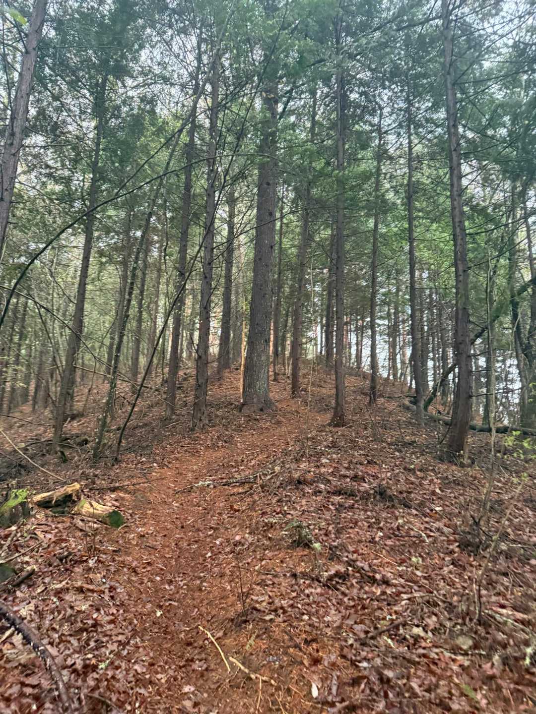 高烏谷山-つが平-高烏谷のマツハダ 往復コースの写真