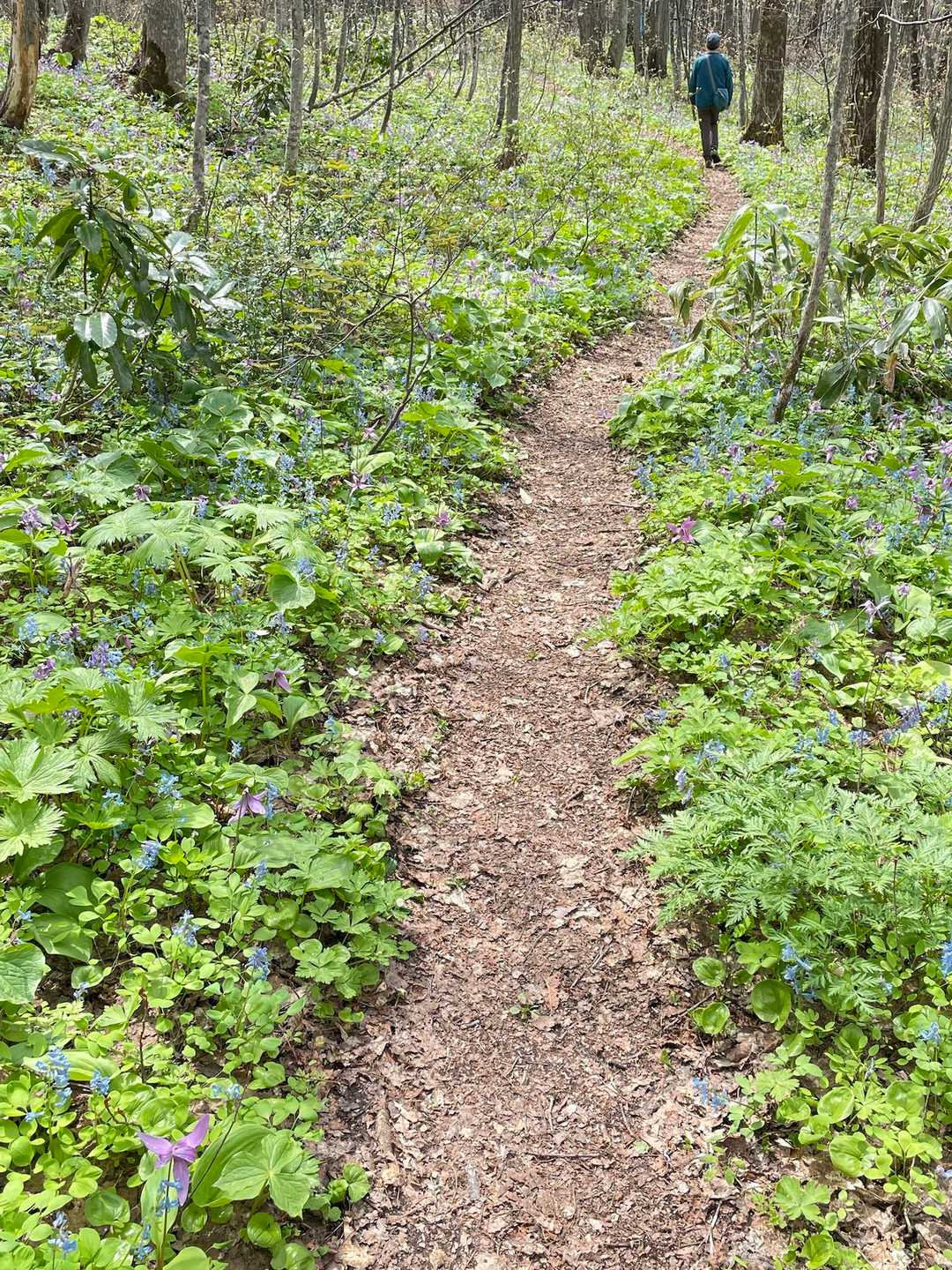 突哨山口-突哨山 往復コースの写真