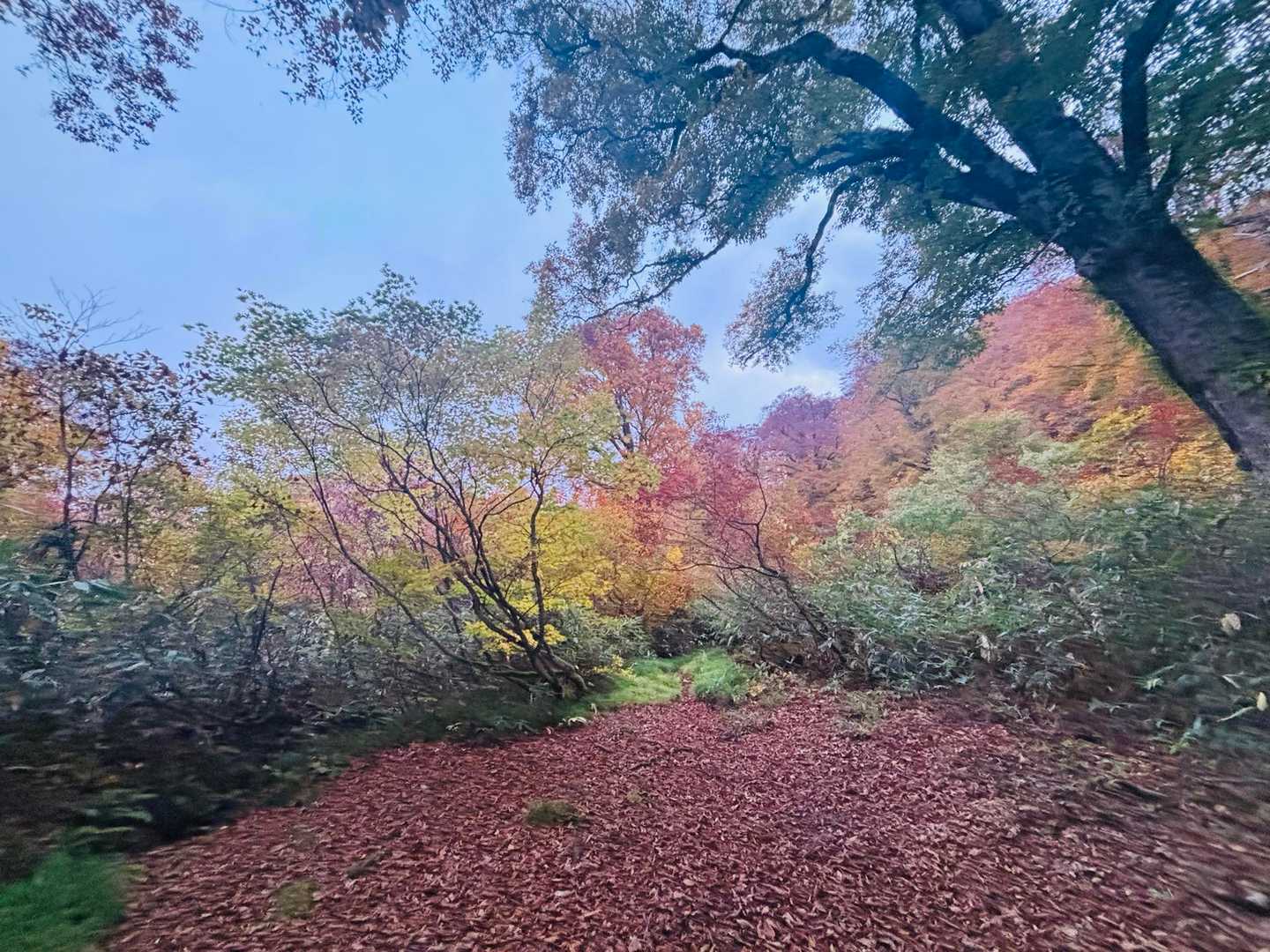 うわー🤩
↑語彙力なし