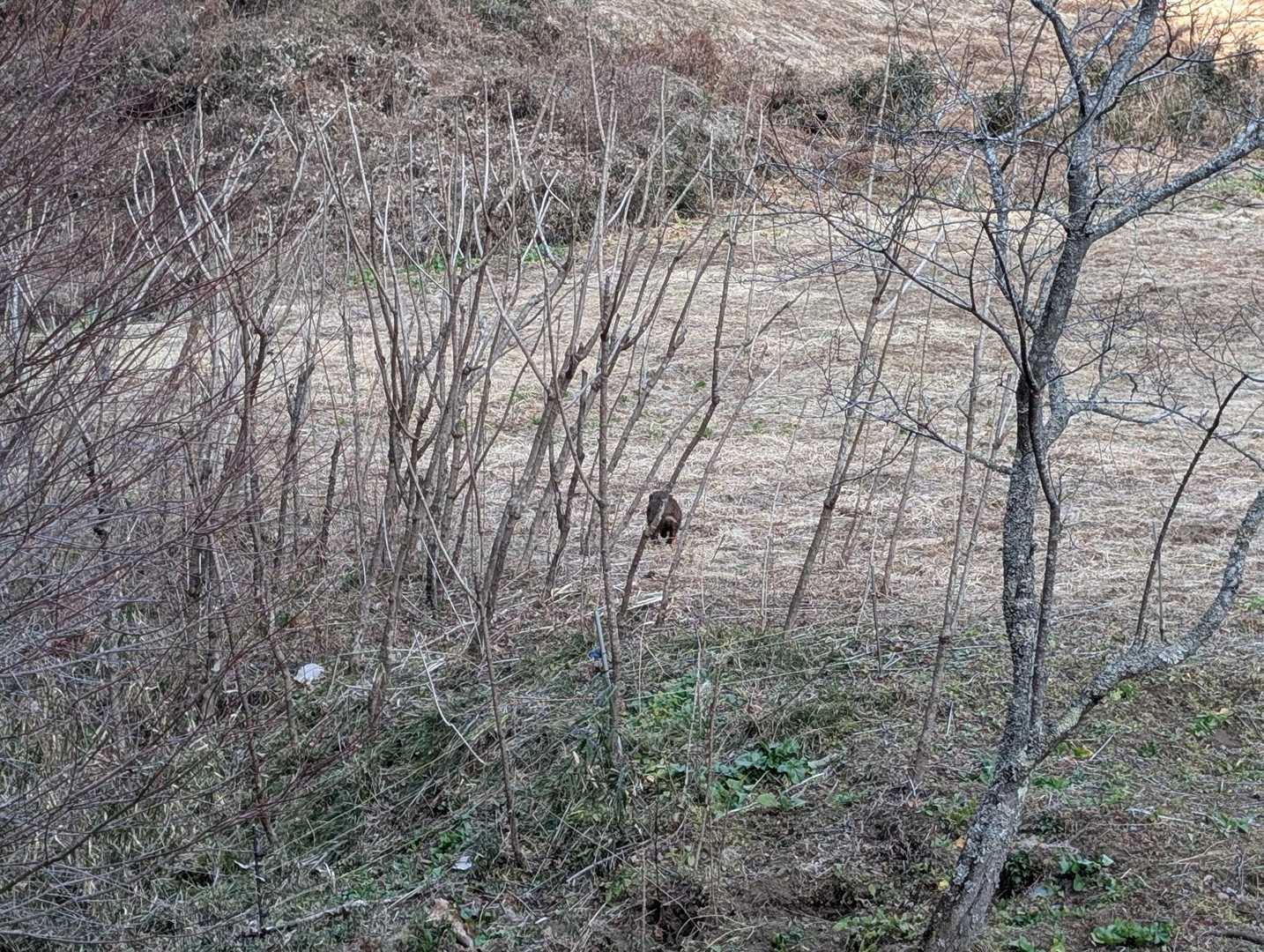 おっと。イノシシ🐗でした。